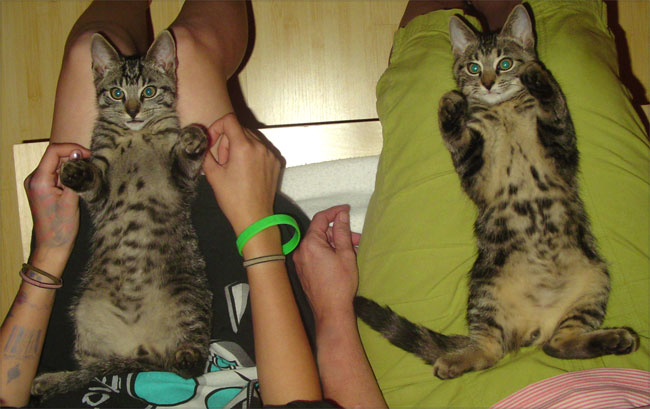 bellycats.jpg